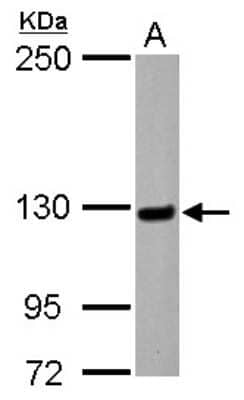 Western Blot: Matrin 3 Antibody [NBP2-17232] - Sample (30 ug of whole cell lysate) A: HepG2 5% SDS PAGE gel, diluted at 1:1000.