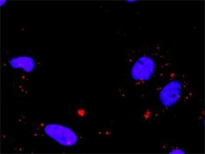 Proximity Ligation Assay: Max Antibody [H00004149-D01P] - Analysis of protein-protein interactions between MAX and SMAD3. HeLa cells were stained with anti-MAX rabbit purified polyclonal 1:1200 and anti-SMAD3 mouse monoclonal antibody 1:50. Each red dot represents the detection of protein-protein interaction complex, and nuclei were counterstained with DAPI (blue).