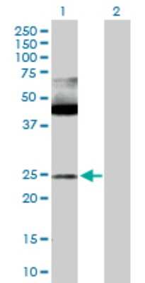 Western Blot: Max Antibody [H00004149-D01P] - Analysis of MAX expression in transfected 293T cell line by MAX polyclonal antibody.Lane 1: MAX transfected lysate(17.20 KDa).Lane 2: Non-transfected lysate.