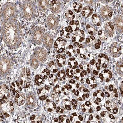 Immunohistochemistry-Paraffin: Mcl-1 Antibody [NBP1-90006] - Staining of human stomach shows strong cytoplasmic positivity in parietal cells.