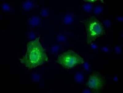 Immunocytochemistry/Immunofluorescence: Mcl-1 Antibody (OTI10F6) - Azide and BSA Free [NBP2-72598] - Analysis of COS7 cells transiently transfected by pCMV6-ENTRY MCL-1.