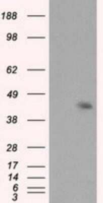 Western Blot: Mcl-1 Antibody (OTI10F6) - Azide and BSA Free [NBP2-72598] - Analysis of HEK293T cells were transfected with the pCMV6-ENTRY control (Left lane) or pCMV6-ENTRY MCL-1.