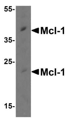 Western Blot: Mcl-1 Antibody [NBP2-31120] - Analysis in Raji cell lysate with antibody at 0.5 ug/mL.