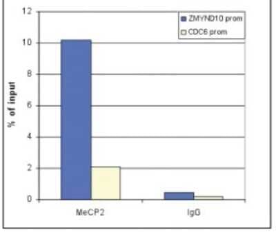 Chromatin Immunoprecipitation: MeCP2 Antibody [NBP2-59229] - ChIP assays were performed using human osteosarcoma (U2OS) cells, the antibody against MeCP2 and optimized PCR primer sets. Sheared chromatin from 1x10e6 cells and 5 ug of antibody were used per ChIP experiment. IgG (1 ug/IP) was used as a negative IP control. Quantitative PCR was performed with primers for the promoters of the ZMYND10 gene (used as a positive control) and CDC6 gene (used as a negative control). Figure shows the recovery, expressed as a % of input (the relative amount of immunoprecipitated DNA compared to input DNA after qPCR analysis).