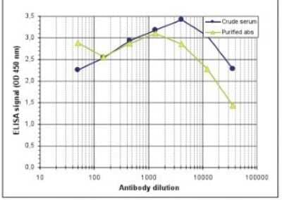 ELISA: MeCP2 Antibody [NBP2-59229] - To determine the titer of the antibody, an ELISA was performed using a serial dilution of the antibody directed against MeCP2 and the crude serum. The plates were coated with the peptide used for immunization of the rabbit. By plotting the absorbance against the antibody dilution, the titer of the purified antibody was estimated to be: 1:32,900.