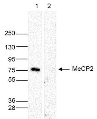 Western Blot: MeCP2 Antibody [NBP2-59229] - Whole cell extracts (40 ug) from HeLa cells transfected with MeCP2 siRNA (lane 2) and from an untransfected control (lane 1) were analysed by Western blot using the antibody against MeCP2 diluted 1:1,000 in TBS-Tween containing 5% skimmed milk. The position of the protein of interest is indicated on the right; the marker (in kDa) is shown on the left.