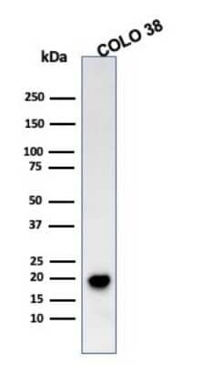 Western Blot: Melan-A/MART-1 Antibody (SPM555) - Azide and BSA Free [NBP2-34797] - Western Blot Analysis of COLO 38 cell lysate using Melan-A/MART-1 MAb (SPM555).
