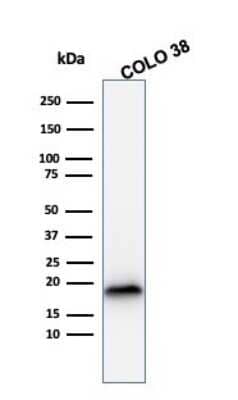 Western Blot: Melan-A/MART-1 Antibody (rMLANA/788) [NBP2-53293] - Western Blot Analysis of COLO38 cell lysate using Melan-A/MART-1 Mouse Recombinant Monoclonal Antibody (rMLANA/788).