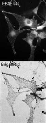 Immunocytochemistry/ Immunofluorescence Melanophilin Antibody