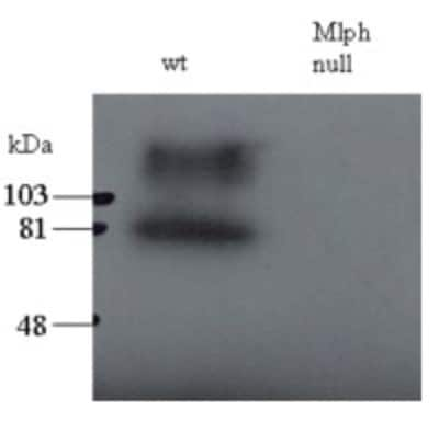 Western Blot Melanophilin Antibody