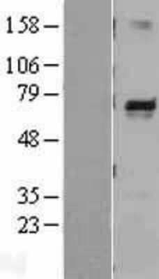 Western Blot Melanophilin Overexpression Lysate