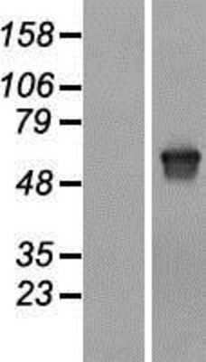 Western Blot Melanophilin Overexpression Lysate