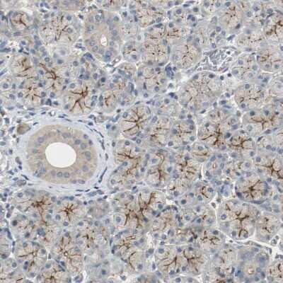 Immunohistochemistry-Paraffin: Melanotransferrin/CD228/MFI2 Antibody [NBP1-85777] - Staining of human salivary gland shows moderate to strong positivity in luminal membrane in glandular cells.