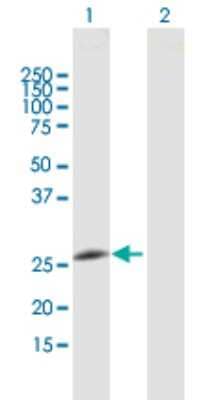 Western Blot: Membrin Antibody [H00009570-B01P] - Analysis of GOSR2 expression in transfected 293T cell line by GOSR2 polyclonal antibody.  Lane 1: GOSR2 transfected lysate(23.43 KDa). Lane 2: Non-transfected lysate.