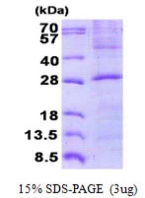 SDS-Page: Membrin Protein [NBP2-23085]