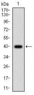 Western Blot: Menin Antibody (7D3E10) [NBP2-37251] - Analysis using MEN1 mAb against human MEN1 (AA: 392-554) recombinant protein. (Expected MW is 43.3 kDa)