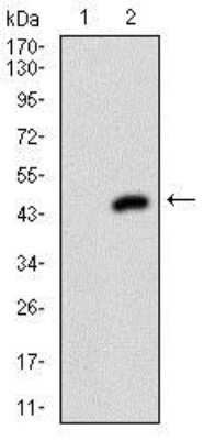 Western Blot: Menin Antibody (7D3E10) [NBP2-37251] - Analysis using MEN1 mAb against HEK293 (1) and MEN1 (AA: 392-554)-hIgGFc transfected HEK293 (2) cell lysate.