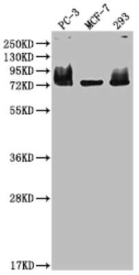 Western Blot: Menin Antibody (8G11) [NBP3-15181] - Positive WB detected in: PC-3 whole cell lysate, MCF-7 whole cell lysate, 293 whole cell lysate. All lanes: Menin antibody at 1:2000. Secondary: Goat polyclonal to rabbit IgG at 1/50000 dilution. Predicted band size: 69, 68, 64 KDa. Observed band size: 75 KDa.