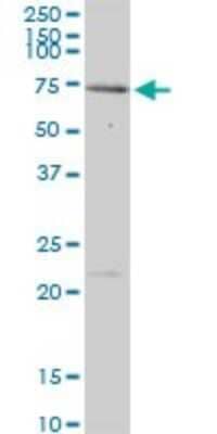Western Blot: Menin Antibody [H00004221-B01P] - Analysis of MEN1 expression in Jurkat.