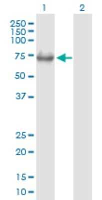 Western Blot: Menin Antibody [H00004221-B01P] - Analysis of MEN1 expression in transfected 293T cell line by MEN1 polyclonal antibody.  Lane 1: MEN1 transfected lysate(63.25 KDa). Lane 2: Non-transfected lysate.