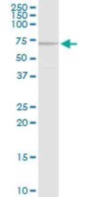 Western Blot: Menin Antibody [H00004221-D01P] - Analysis of MEN1 expression in HeLa.