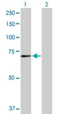 Western Blot: Menin Antibody [H00004221-D01P] - Analysis of MEN1 expression in transfected 293T cell line by MEN1 polyclonal antibody.Lane 1: MEN1 transfected lysate(63.70 KDa).Lane 2: Non-transfected lysate.