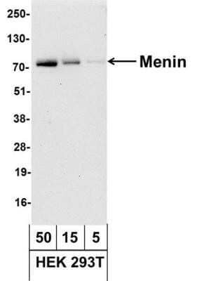 Western Blot: Menin Antibody [NB100-287] - Analysis using the Biotin conjugate of NB100-287. Detection of HEK 293T (50, 15, and 5 ug). Antibody used at 1.0 ug/ml. Detection: Streptavidin-HRP and chemiluminescence with an exposure time of 30 seconds.