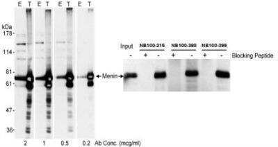 <b>Independent Antibodies Validation and Biological Strategies Validation.</b>Western Blot: Menin Antibody [NB100-399] - A. Whole cell lysate (40 mcg - E; 10 mcg - T) from 293T cells untreated (E) or transfected with a Menin expression construct (T). B. Whole cell lysate from one 10 cm plate of untreated 293T cells. A. Affinity purified rabbit anti-Menin antibody NB100-399 used at the indicated concentrations for WB.  B. Affinity purified rabbit anti-Menin antibodies NB100-215 (5 mcg/plate), NB100-398(10 mcg/plate).  Immunoprecipitated Menin was detected using NB100-215 at 0.1 mcg/ml.