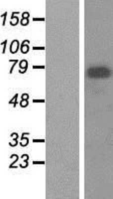 Western Blot Menin Overexpression Lysate