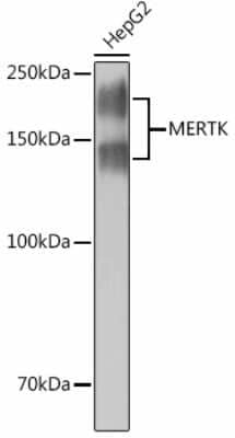 Western Blot: Mer Antibody (4I1P7) [NBP3-15440] - Western blot analysis of extracts of HepG2 cells, using Mer Rabbit mAb (NBP3-15440) at 1:1000 dilution. Secondary antibody: HRP Goat Anti-Rabbit IgG (H+L) at 1:10000 dilution. Lysates/proteins: 25ug per lane. Blocking buffer: 3% nonfat dry milk in TBST. Detection: ECL Basic Kit. Exposure time: 10s.