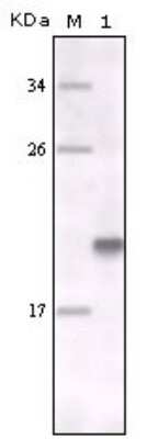Western Blot: Mer Antibody (7E5G1) [NBP1-47373] - Analysis using MER mouse mAb against fragment MER recombinant protein.
