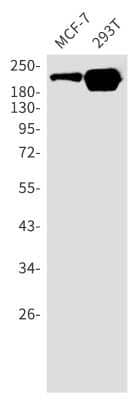 Western Blot: Mer Antibody (S07-6H2) [NBP3-14954] - Western blot detection of Mer in MCF-7, 293T cell lysates using Mer Rabbit mAb (1:1000 diluted). Predicted band size: 110kDa. Observed band size: 210kDa.