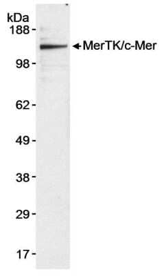 Western Blot: Mer Antibody [NB100-2309] - Whole cell lysate (50 ug) from U937 cells. Antibody used at 0.1 ug/ml.