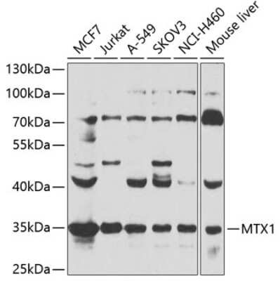 Western Blot: Metaxin 1 Antibody [NBP3-03536] - Analysis of extracts of various cell lines, using Metaxin 1 antibody at 1:1000 dilution. Secondary antibody: HRP Goat Anti-Rabbit IgG (H+L) at 1:10000 dilution. Lysates/proteins: 25ug per lane. Blocking buffer: 3% nonfat dry milk in TBST. Detection: ECL Enhanced Kit.