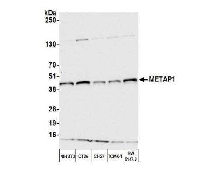 Western Blot: Methionine Aminopeptidase 1/METAP1 Antibody [NBP2-59108] - Whole cell lysate (10 ug) from NIH 3T3, CT26, CH27, TCMK-1, and BW5147.3 cells prepared using NETN lysis buffer. Antibody: Affinity purified rabbit anti-METAP1antibody used for WB at 1:1000. Detection: Chemiluminescence with an exposure time of 10 seconds.