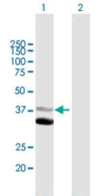 Western Blot: Methionine Aminopeptidase 1D/MAP1D Antibody [H00254042-B01P] - Analysis of MAP1D expression in transfected 293T cell line by MAP1D polyclonal antibody.  Lane 1: MAP1D transfected lysate(36.85 KDa). Lane 2: Non-transfected lysate.