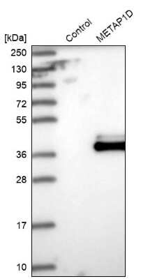 Western Blot: Methionine Aminopeptidase 1D/MAP1D Antibody [NBP2-48593] - Analysis in control (vector only transfected HEK293T lysate) and METAP1D over-expression lysate (Co-expressed with a C-terminal myc-DDK tag (3.1 kDa) in mammalian HEK293T cells).