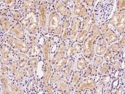 Immunohistochemistry-Paraffin: Methionine Sulfoxide Reductase A Antibody [NBP2-97475] - Immunochemical staining of human Methionine Sulfoxide Reductase A in human kidney with rabbit polyclonal antibody at 1:200 dilution, formalin-fixed paraffin embedded sections.