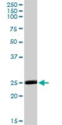 Western Blot: Methionine Sulfoxide Reductase A Antibody [H00004482-D01P] - Analysis of MSRA expression in mouse kidney.