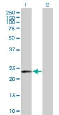 Western Blot: Methionine Sulfoxide Reductase A Antibody [H00004482-D01P] - Analysis of MSRA expression in transfected 293T cell line by MSRA polyclonal antibody.Lane 1: MSRA transfected lysate(26.10 KDa).Lane 2: Non-transfected lysate.