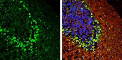 Immunohistochemistry-Frozen: Methionyl tRNA synthetase Antibody [NBP3-13217] - Methionyl tRNA synthetase antibody detects Methionyl tRNA synthetase protein expression by immunohistochemical analysis. Sample: Frozen-sectioned adult mouse cerebellum. Green: Methionyl tRNA synthetase protein stained by Methionyl tRNA synthetase antibody (NBP3-13217) diluted at 1:250. Red: beta Tubulin 3/ TUJ1, stained by beta Tubulin 3/ Tuj1 antibody [GT886] (NBP2-43561) diluted at 1:500. Blue: Fluoroshield with DAPI.