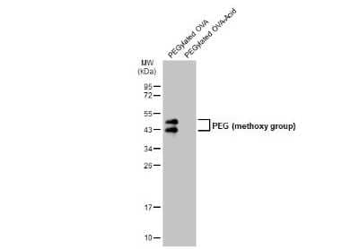 Western Blot: Methoxypolyethylene Glycol Antibody [NBP3-13464] - Polyethylene Glycolylated OVA (1 ug) were separated by 12% SDS-PAGE, and the membrane was blotted with Polyethylene Glycol (methoxy group) antibody (NBP3-13464) diluted at 1:200000. The HRP-conjugated anti-rabbit IgG antibody (NBP2-19301) was used to detect the primary antibody.