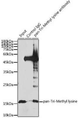 Immunoprecipitation: Methyl-Lysine Antibody [NBP3-15955] - Analysis of 1.5mg extracts of HeLa cells using 30ug Methyl-Lysine antibody (NBP3-15955). Western blot was performed from the immunoprecipitate using TriMethyl-Histone H3-K27 antibody (A2363) at a dilition of 1:1000.
