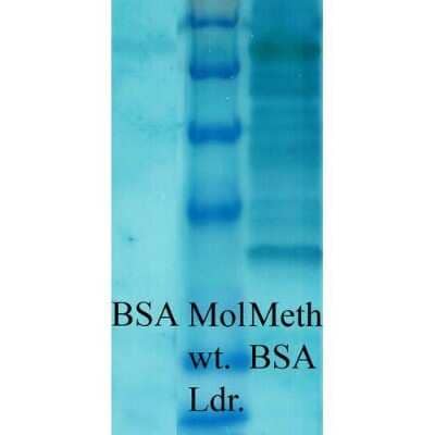 Western Blot Methyl-Lysine Antibody - Azide and BSA Free