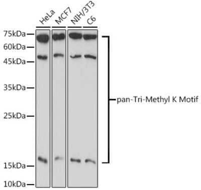 Western Blot Methyl-Lysine Antibody - Azide and BSA Free