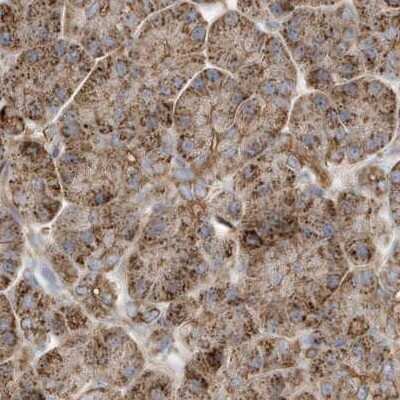 Immunohistochemistry-Paraffin: Methylmalonyl Coenzyme A mutase Antibody [NBP1-87423] - Staining of human pancreas.