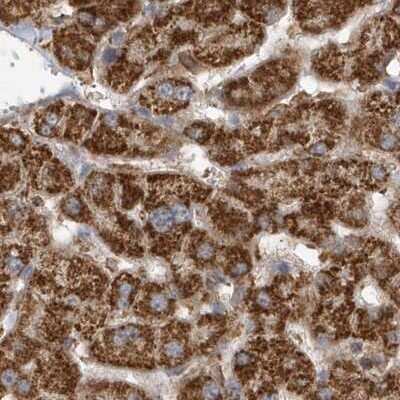 Immunohistochemistry-Paraffin: Methylmalonyl Coenzyme A mutase Antibody [NBP1-87423] - Staining of human liver.