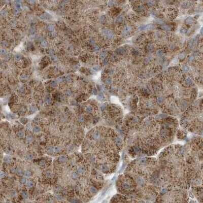 Immunohistochemistry-Paraffin: Methylmalonyl Coenzyme A mutase Antibody [NBP2-34024] - Staining of human pancreas.