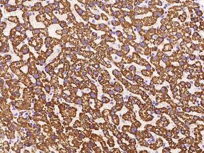 Immunohistochemistry-Paraffin: Methylmalonyl Coenzyme A mutase Antibody [NBP2-97332] - Immunochemical staining of human Methylmalonyl Coenzyme A mutase in human liver with rabbit polyclonal antibody at 1:500 dilution, formalin-fixed paraffin embedded sections.