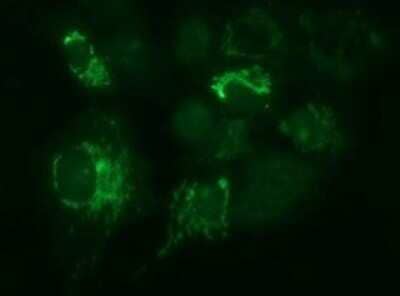 Immunocytochemistry/Immunofluorescence: Methylmalonyl Coenzyme A mutase Antibody (OTI2C8) - Azide and BSA Free [NBP2-72652] - Analysis of COS7 cells transiently transfected by pCMV6-ENTRY Methylmalconyl Coenzyme A mutase.